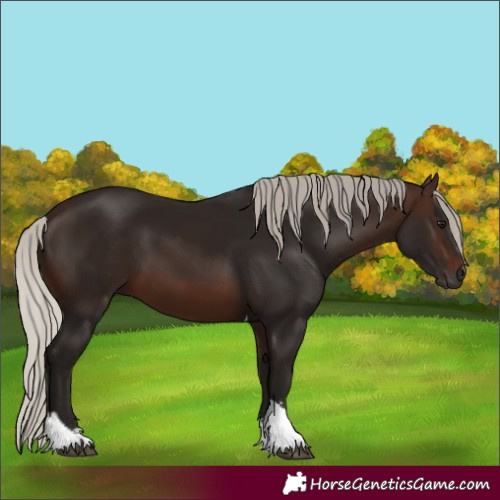 Horse Color:Gray Silver Bay Sabino Tobiano Rabicano