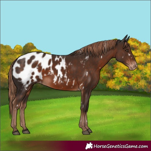 Horse Color:White Spotted Liver Chestnut Appaloosa Rabicano 