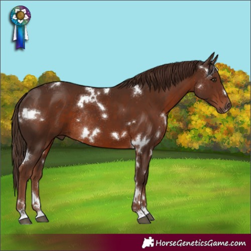 Horse Color:White Spotted Liver Chestnut Rabicano