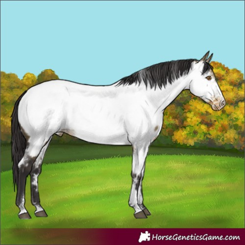 Horse Color:White Spotted Buckskin Dun Sabino Appaloosa