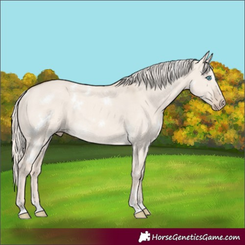 Horse Color:White Spotted Cremello Dun Rabicano