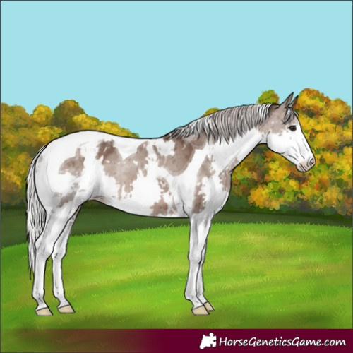 Horse Color:White Spotted Silver Grullo Splash Tobiano Appaloosa Rabicano Brindle