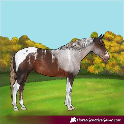 Horse Color:Powder White Liver Chestnut Tobiano Rabicano