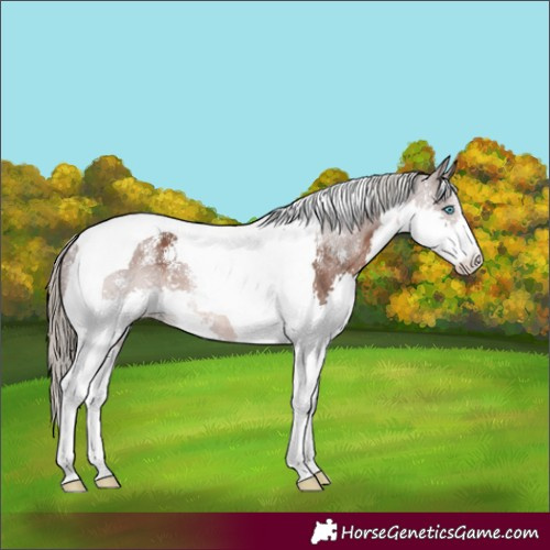 Horse Color:Powder White Liver Chestnut Splash Tobiano Appaloosa 