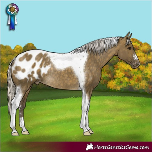 Horse Color:Silver Buckskin Dun Tobiano Appaloosa Rabicano