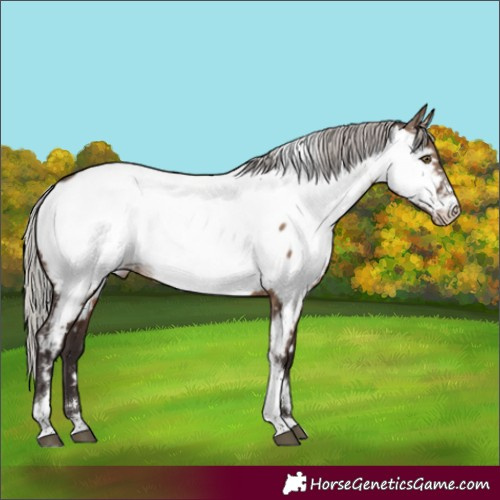 Horse Color:Silver Brown Dun Tobiano Appaloosa Rabicano