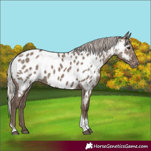 Horse Color:Silver Grullo Tobiano Appaloosa Rabicano