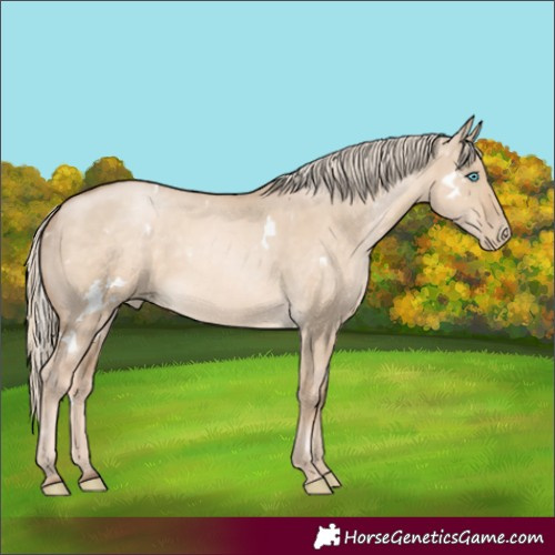 Horse Color:White Spotted Chocolate Palomino Pearl Dun Rabicano