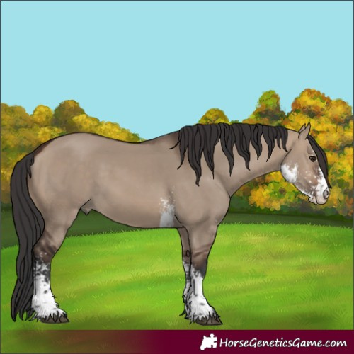 Horse Color:Unknown 