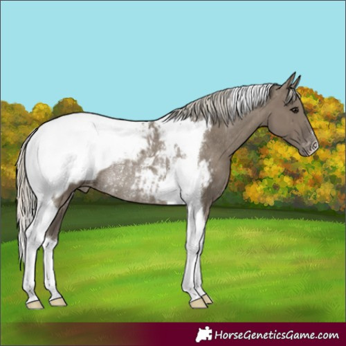 Horse Color:Silver Smoky Grullo Tobiano Appaloosa Rabicano