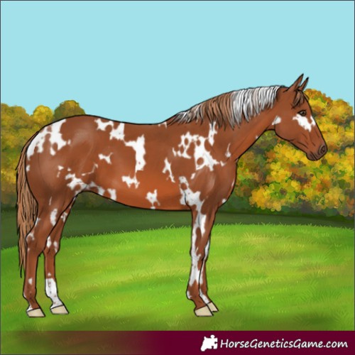 Horse Color:White Spotted Chestnut