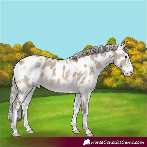 Horse Color:White Spotted Silver Brown Dun Appaloosa