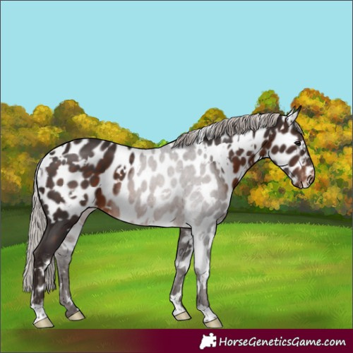 Horse Color:White Spotted Silver Brown Skewed Appaloosa 