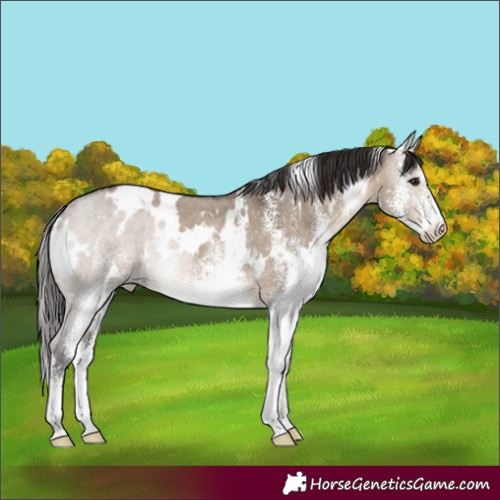 Horse Color:White Spotted Brown Dun Skewed Appaloosa