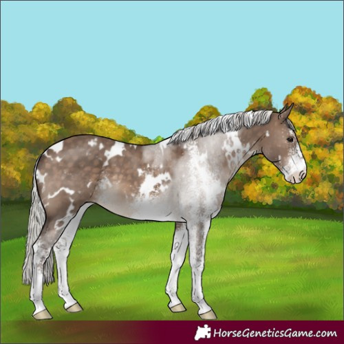 Horse Color:White Spotted Silver Brown Dun Appaloosa