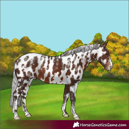 Horse Color:Powder White White Spotted Silver Brown Skewed Appaloosa