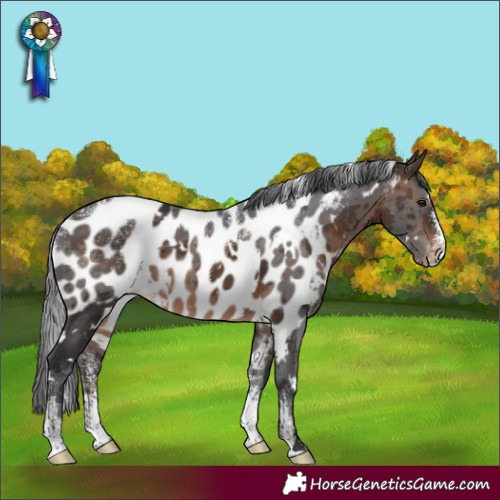 Horse Color:Powder White White Spotted Brown Merle Skewed Appaloosa