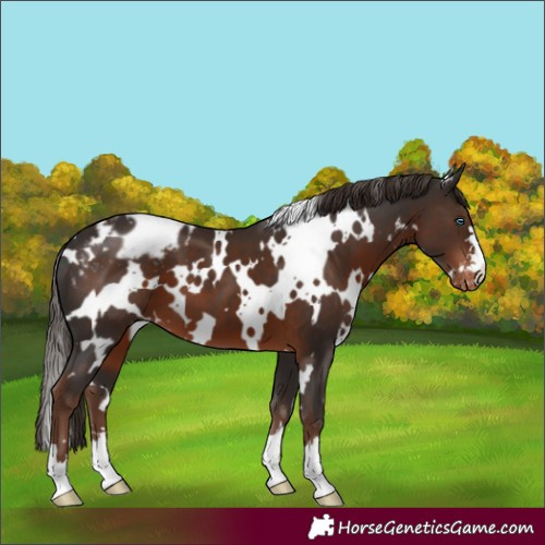 Horse Color:White Spotted Liver Chestnut Appaloosa 