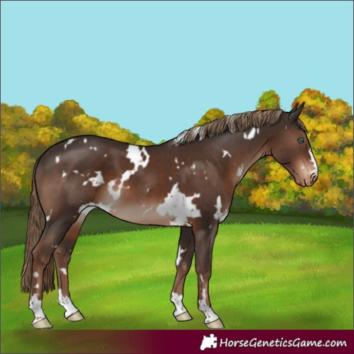 Horse Color:White Spotted Liver Chestnut Skewed Appaloosa 