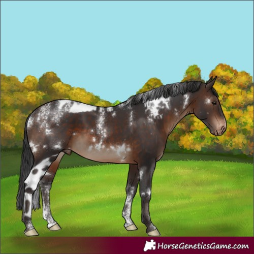 Horse Color:Powder White White Spotted Brown Skewed Appaloosa Rabicano 