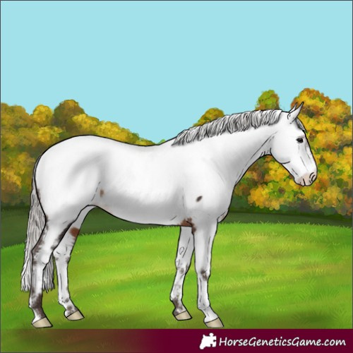 Horse Color:White Spotted Silver Brown Appaloosa Rabicano 