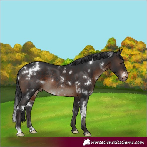 Horse Color:White Spotted Brown Skewed Appaloosa Rabicano