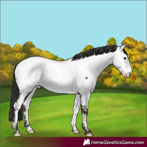 Horse Color:White Spotted Brown Appaloosa Rabicano 