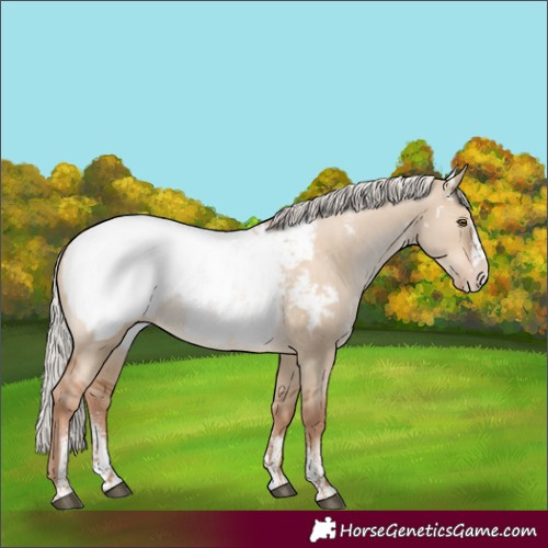 Horse Color:Powder White White Spotted Silver Brown Pearl Dun Splash Appaloosa Rabicano