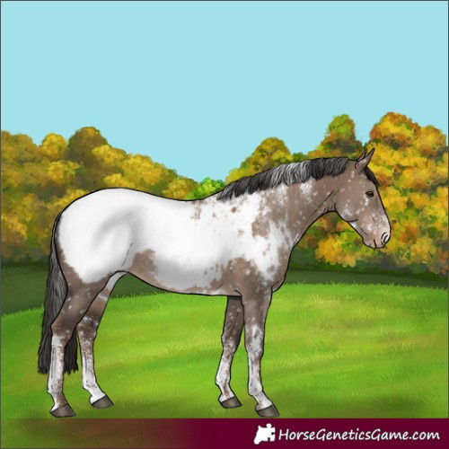 Horse Color:Powder White White Spotted Liver Red Dun Appaloosa Rabicano