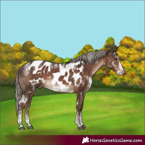 Horse Color:Powder White White Spotted Liver Chestnut Mushroom Splash Skewed Appaloosa Rabicano 