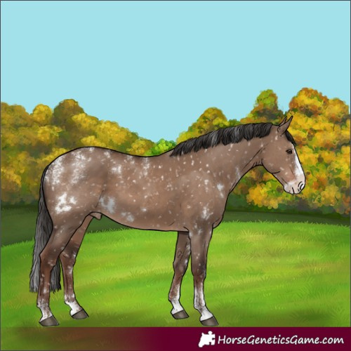 Horse Color:Powder White White Spotted Liver Red Dun Splash Skewed Appaloosa 