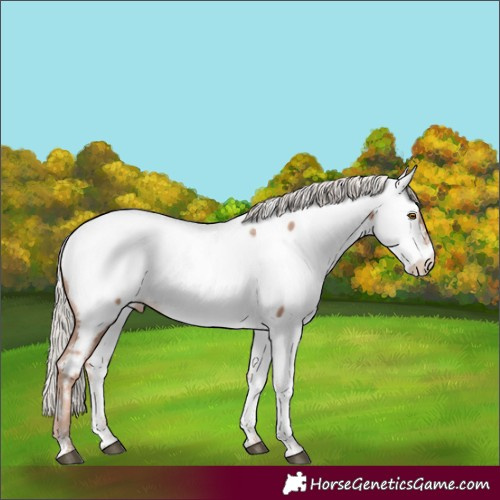 Horse Color:Powder White White Spotted Silver Black Pearl Mushroom Appaloosa 