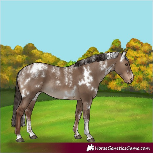 Horse Color:Powder White White Spotted Liver Red Dun Skewed Appaloosa Rabicano
