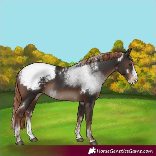 Horse Color:Powder White White Spotted Liver Chestnut Splash Appaloosa