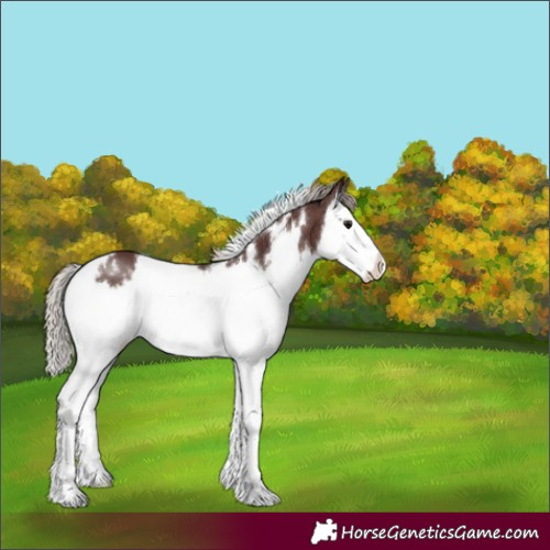 Horse Color:White Spotted Chocolate Silver Brown Splash 