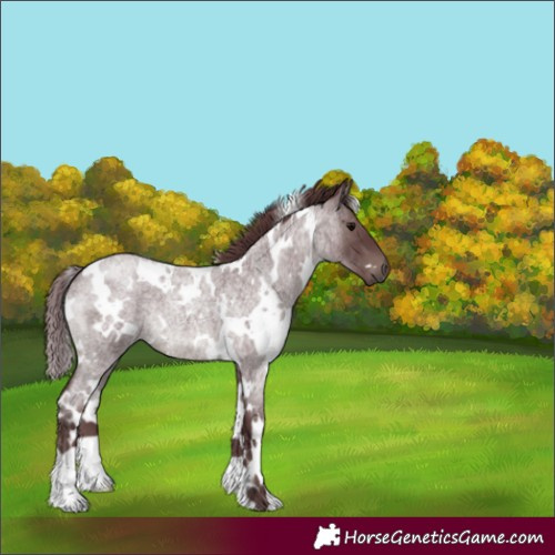 Horse Color:White Spotted Chocolate Blue Roan 