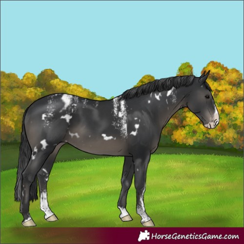Horse Color:Powder White White Spotted Black Splash Appaloosa