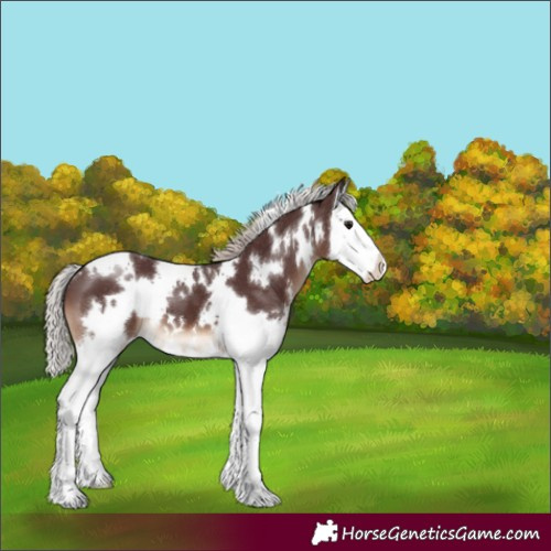 Horse Color:White Spotted Chocolate Silver Brown Splash