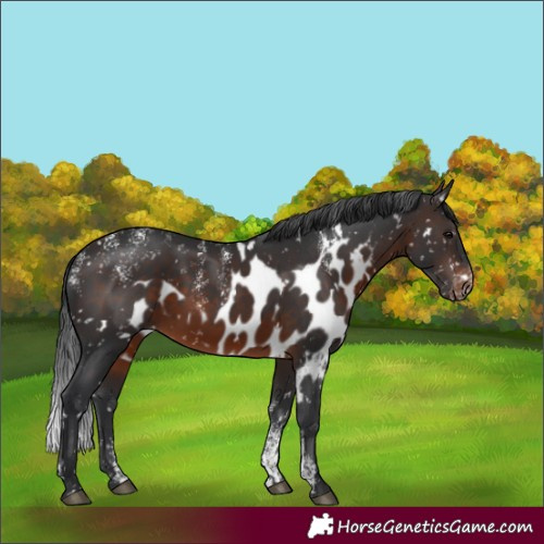 Horse Color:Powder White White Spotted Brown Skewed Appaloosa Rabicano 