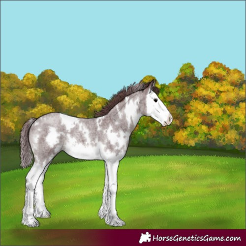 Horse Color:White Spotted Chocolate Blue Roan Splash 