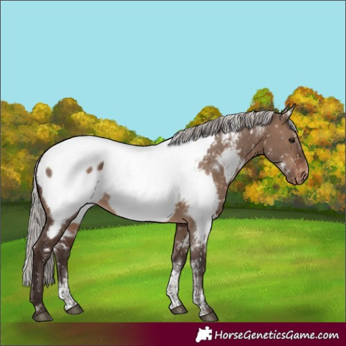 Horse Color:Powder White White Spotted Silver Brown Dun Appaloosa Rabicano