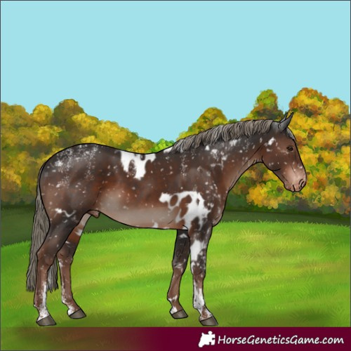Horse Color:Powder White White Spotted Liver Chestnut Mushroom Skewed Appaloosa
