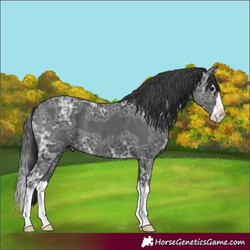 Horse Color:Black Ice Splash