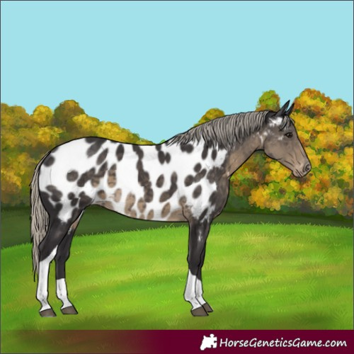 Horse Color:Silver Black Tobiano Appaloosa Rabicano