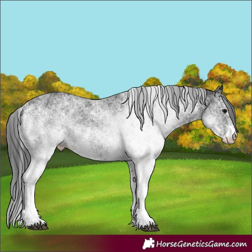Horse Color:White Spotted Black Rabicano 