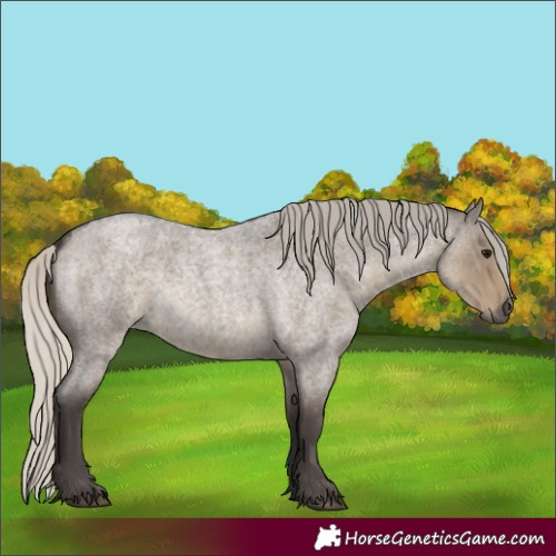 Horse Color:Silver Smoky Grullo Roan