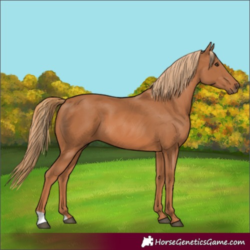 Horse Color:Chestnut 