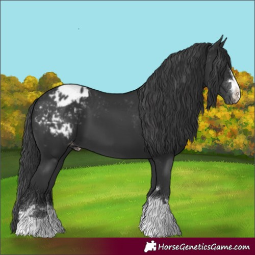 Horse Color:Black Appaloosa 