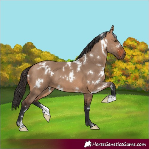 Horse Color:White Spotted Bay Dun