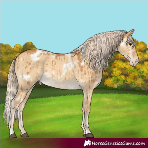 Horse Color:White Spotted Palomino Dun Appaloosa Brindle